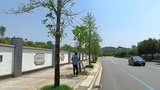 咸安区经济开发区通江大道绿化补植工程2.jpg